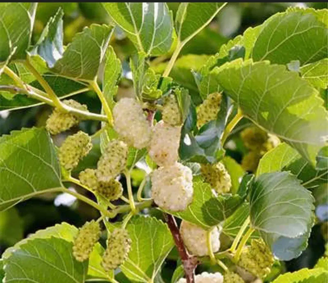 درخت توت پیوند شده|گل و گیاه طبیعی|طرقبه, |دیوار