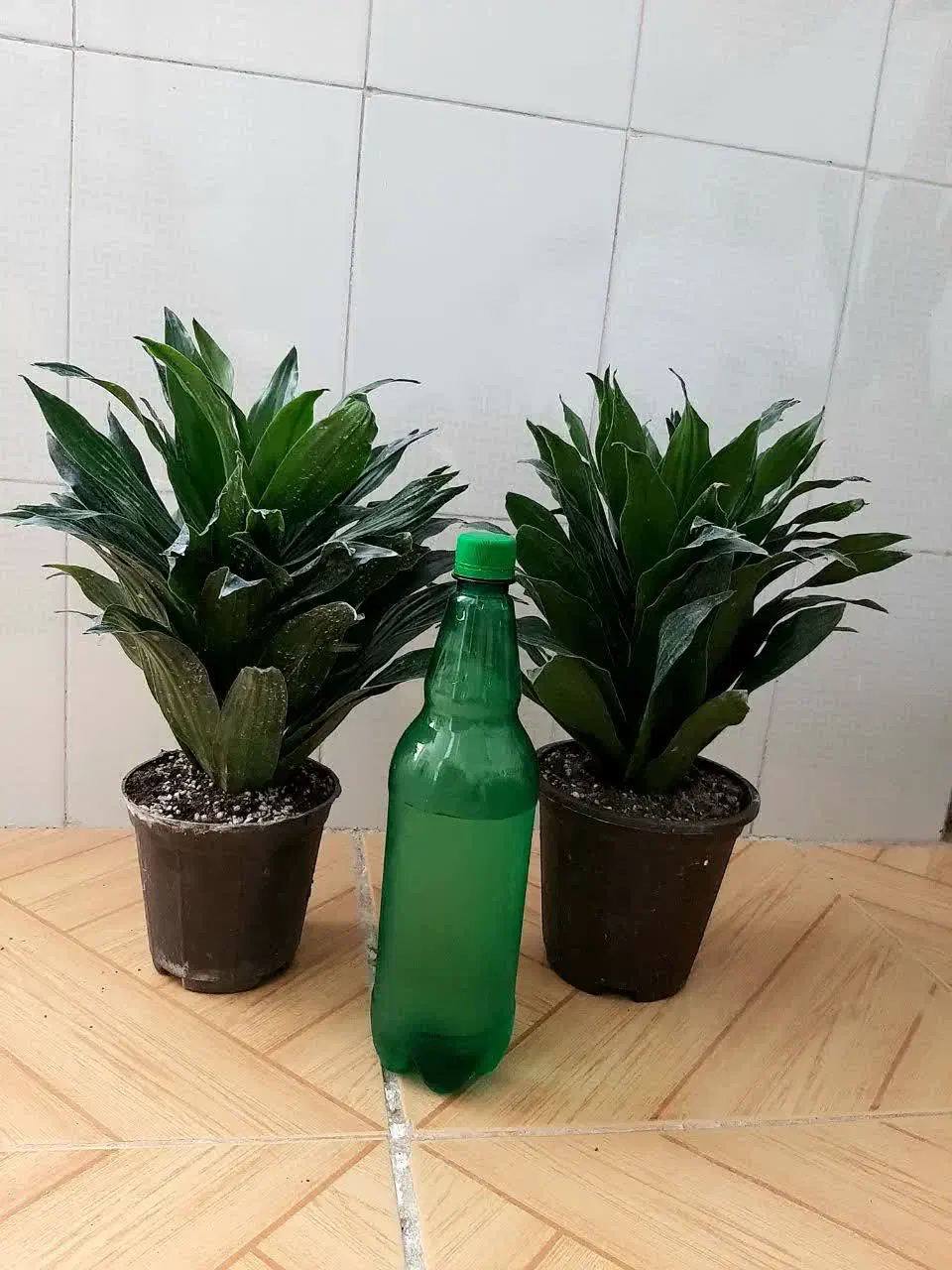 زاموفیلیا سوپر بلک قیمت فقط 80 و 60 هزار تومان|گل و گیاه طبیعی|نیشابور, شهرک قدس|دیوار