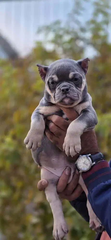 امریکن بولی|سگ|تهران, امیریه|دیوار