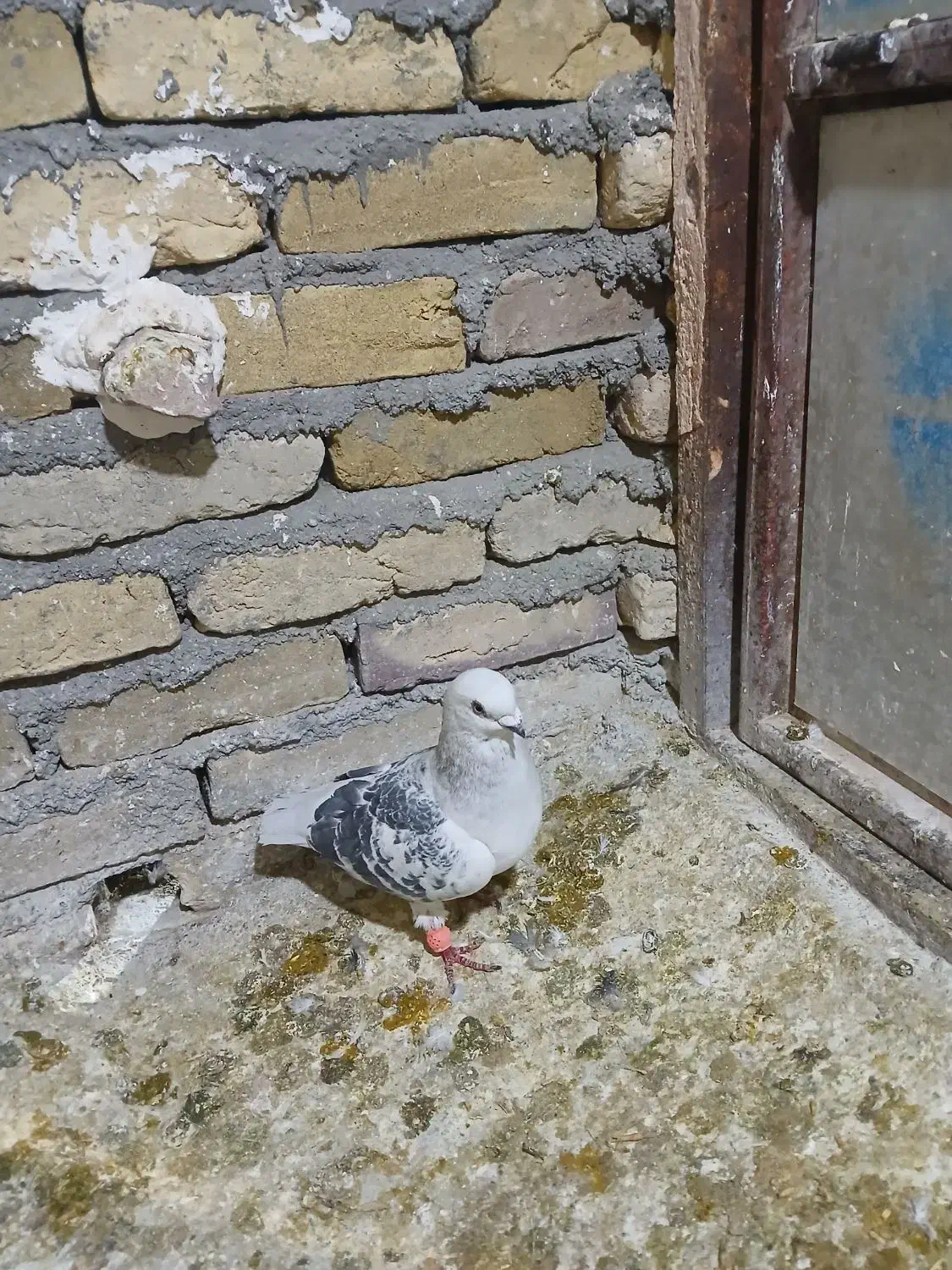 شامی|پرنده|سبزوار, شرق کال شمالی|دیوار