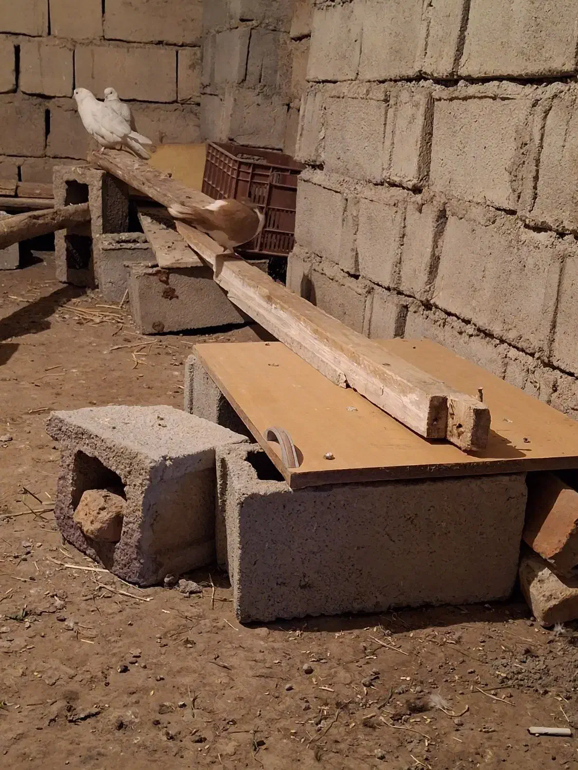 کفتر چادری|پرنده|اردبیل, |دیوار