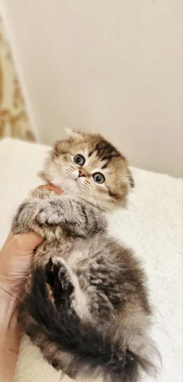 دهکده گربه‌های زیبا ( پرشین / اسکاتیش/ بریتیش )|گربه|یزد, |دیوار