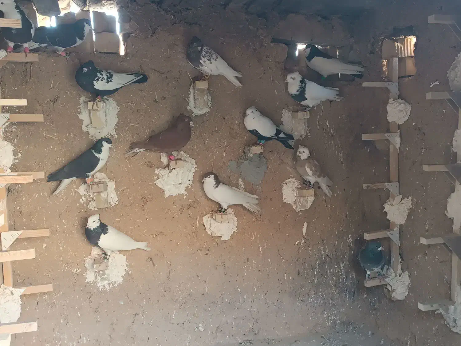 کفتر رنگی|پرنده|ششده و قره بلاغ, |دیوار