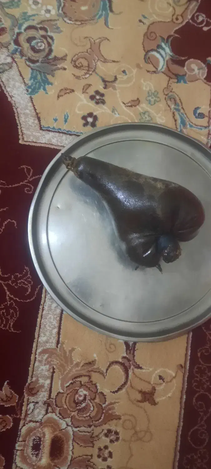 هیزه نو وسالم|ظروف نگهدارنده، پلاستیکی، یکبارمصرف|نورآباد, |دیوار