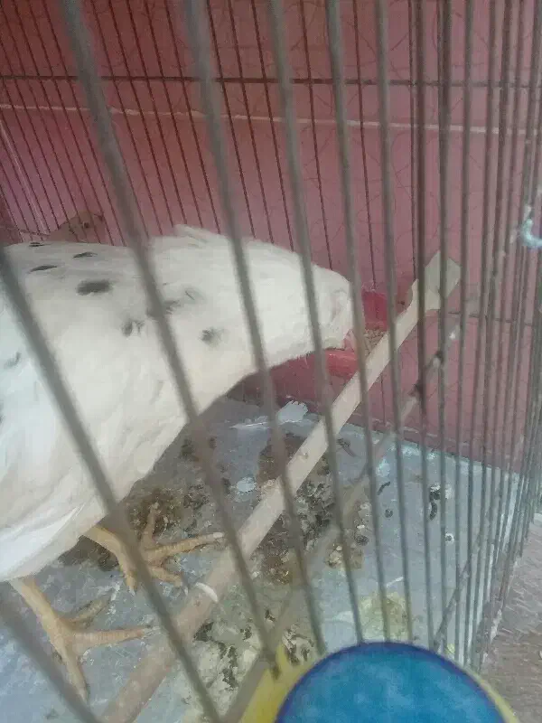 خروس گلین|حیوانات مزرعه|قم, چهار مردان|دیوار