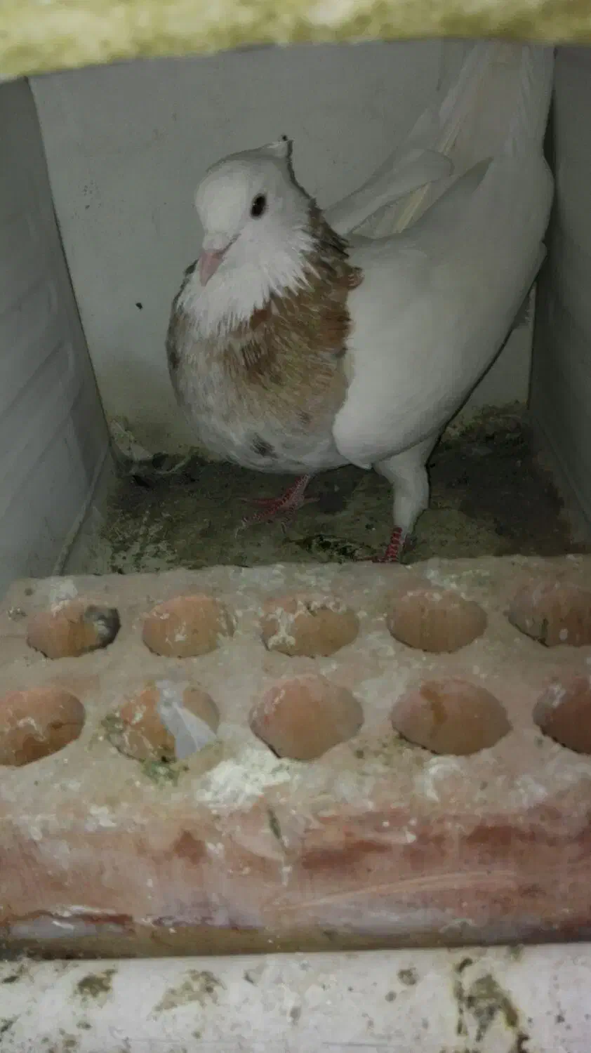 طوقی.|پرنده|نرماشیر, |دیوار