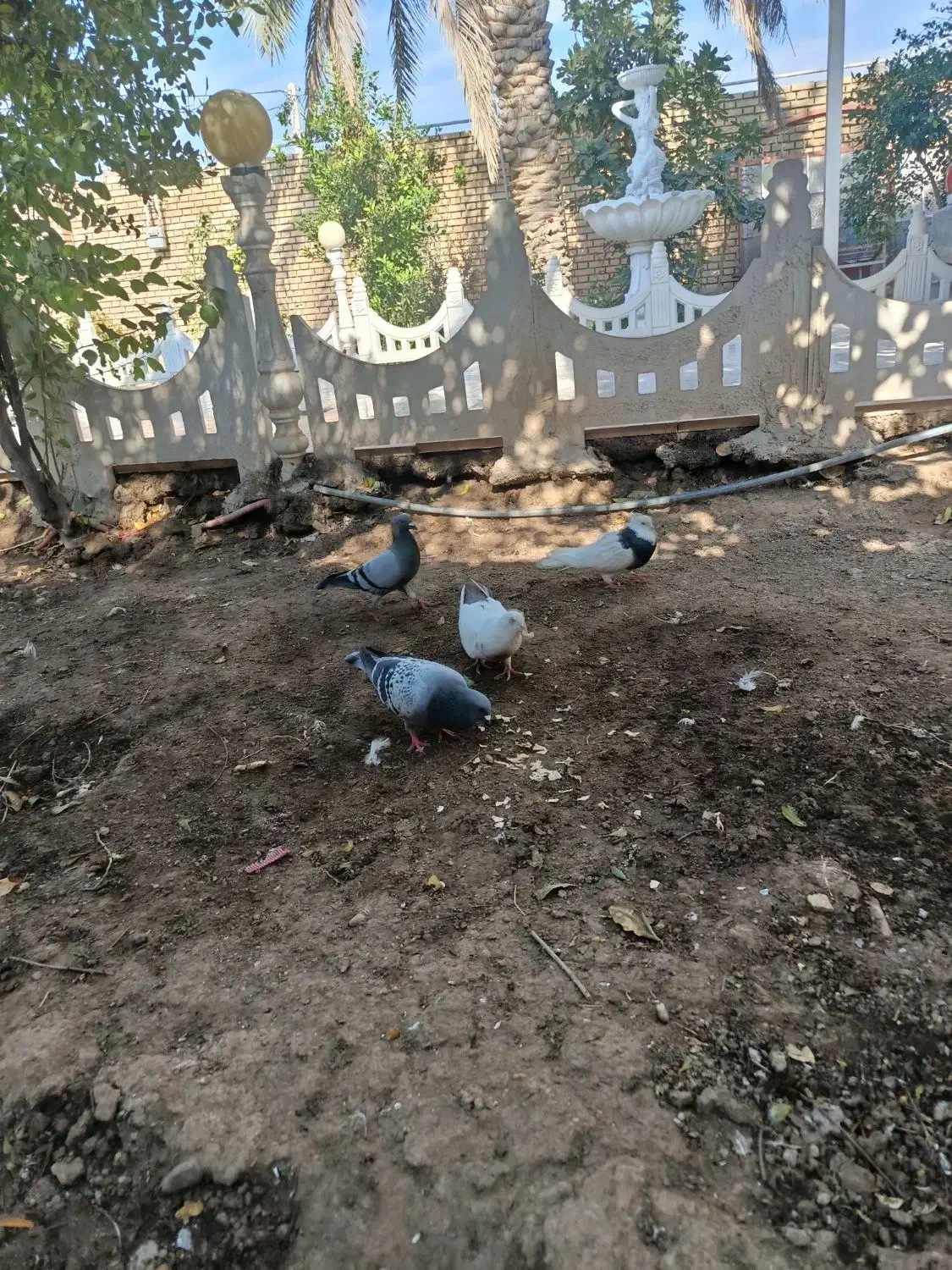 کبوتر.ماده ونر|پرنده|شوش, |دیوار