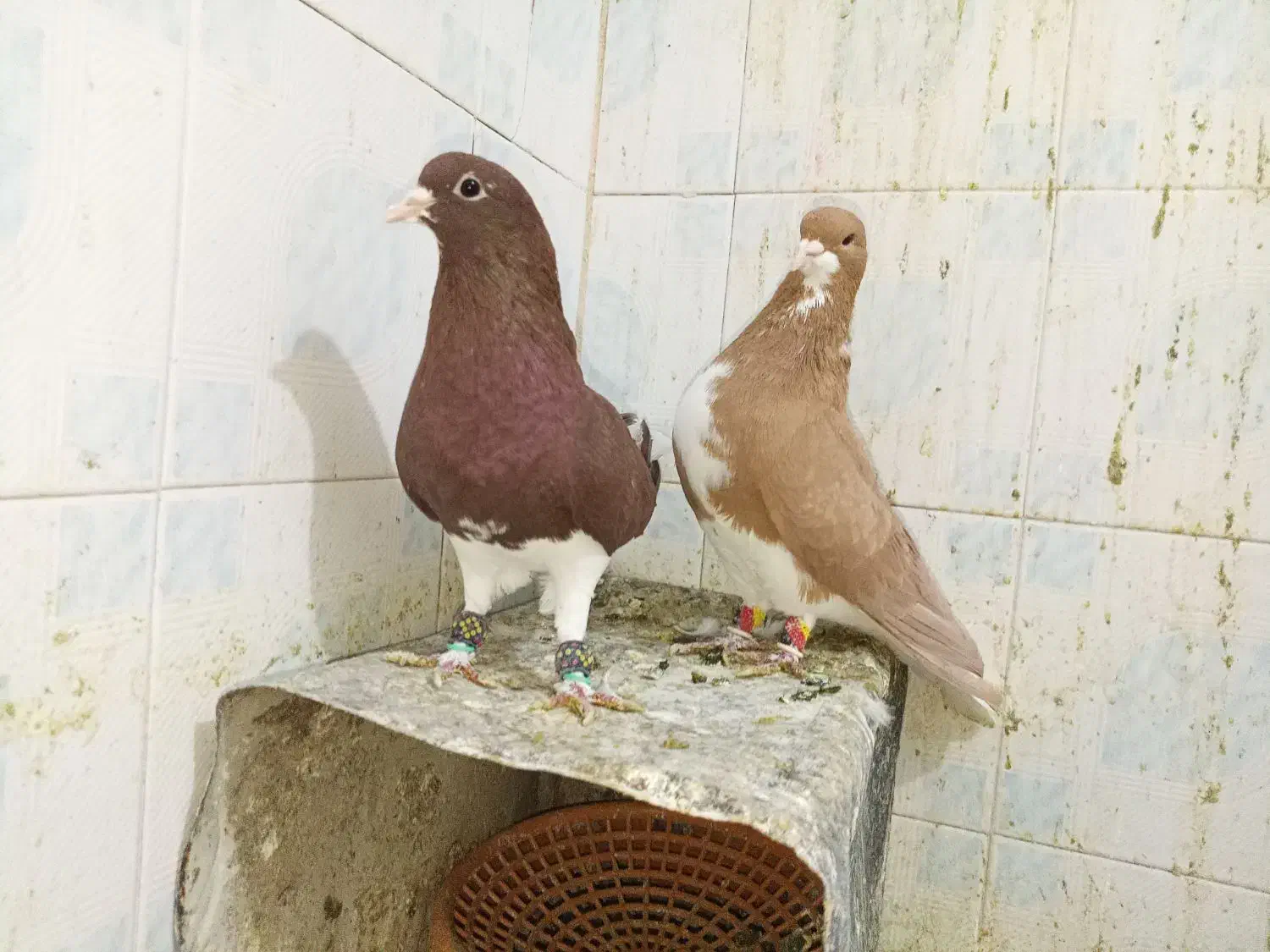شهری|پرنده|پاسارگاد, |دیوار