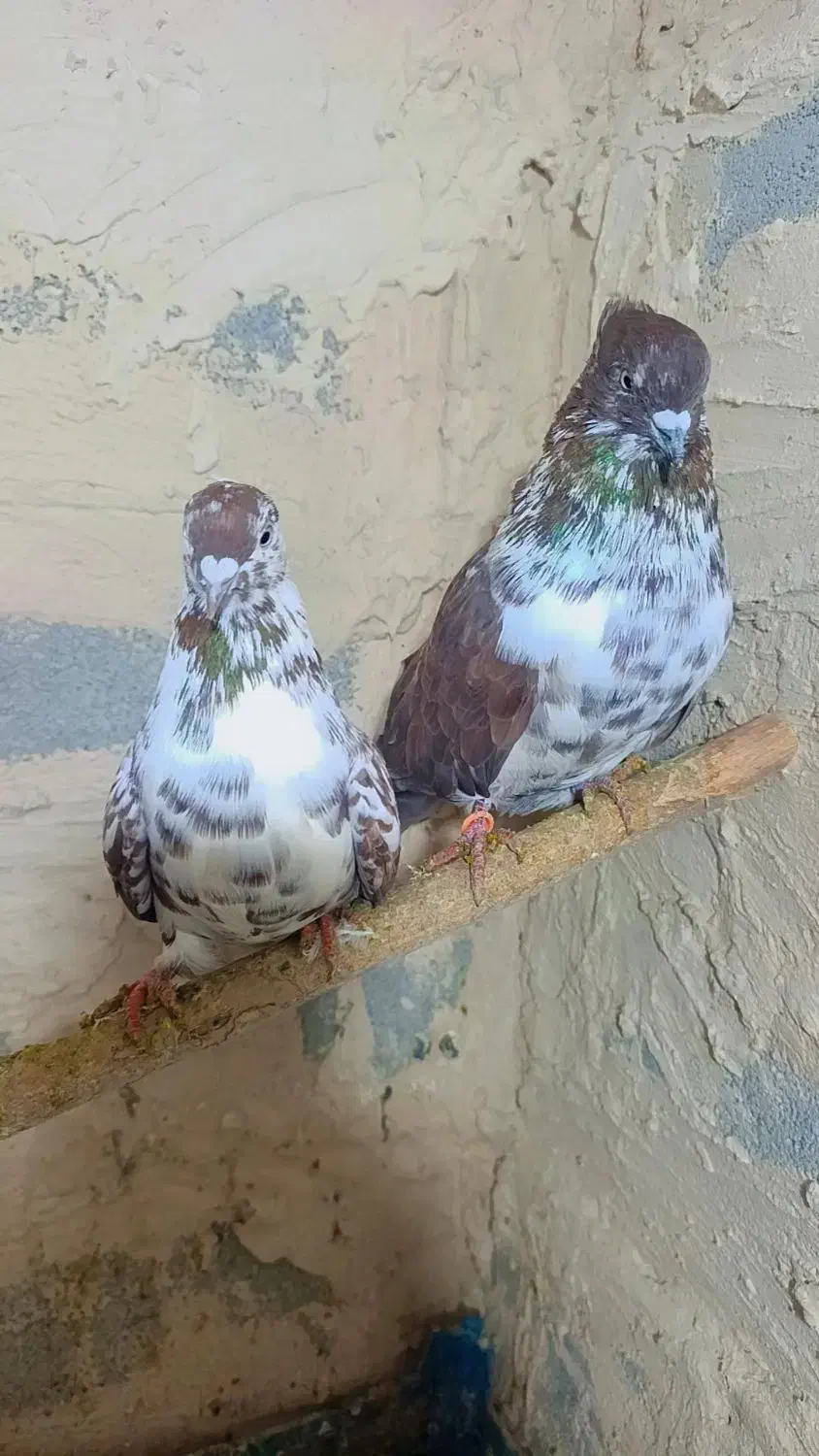 کبوتر گرفتنی گورگی تهران|پرنده|ارومیه, |دیوار