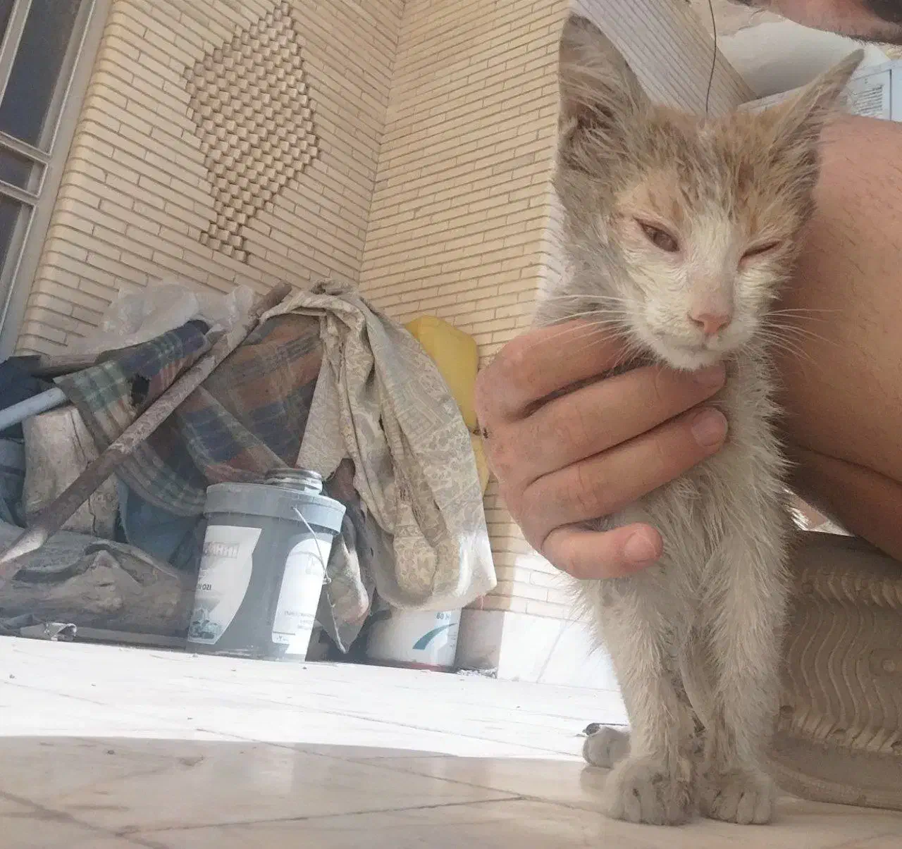 بچه گربه|گربه|سیرجان, |دیوار