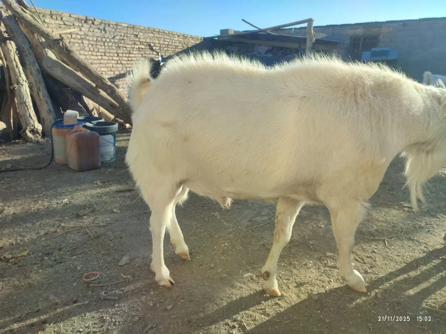 نر بز سانن|حیوانات مزرعه|نیمبلوک, |دیوار