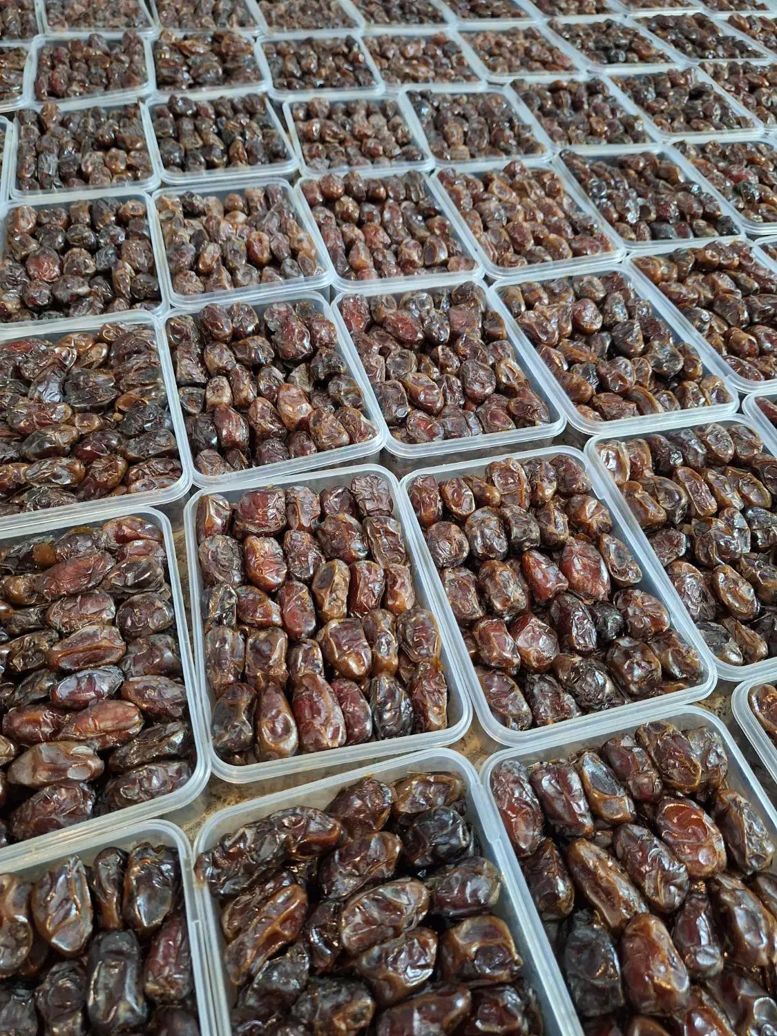 خرما کبکاب|خوردنی و آشامیدنی|وحدتیه, |دیوار