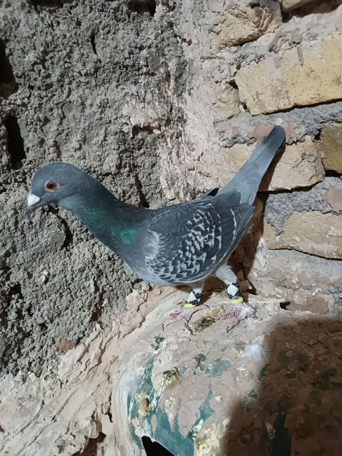 کفتر یا کبوتر|پرنده|تربتحیدریه, پائین ولایت|دیوار