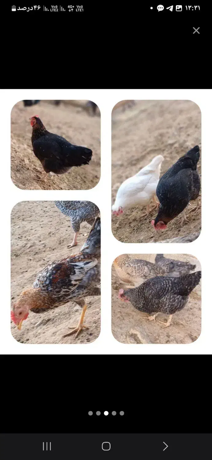 تخم مرغ نطفه دار تضمینی مرغ و خروس فروشی هم هس|حیوانات مزرعه|شیراز, باهنر|دیوار