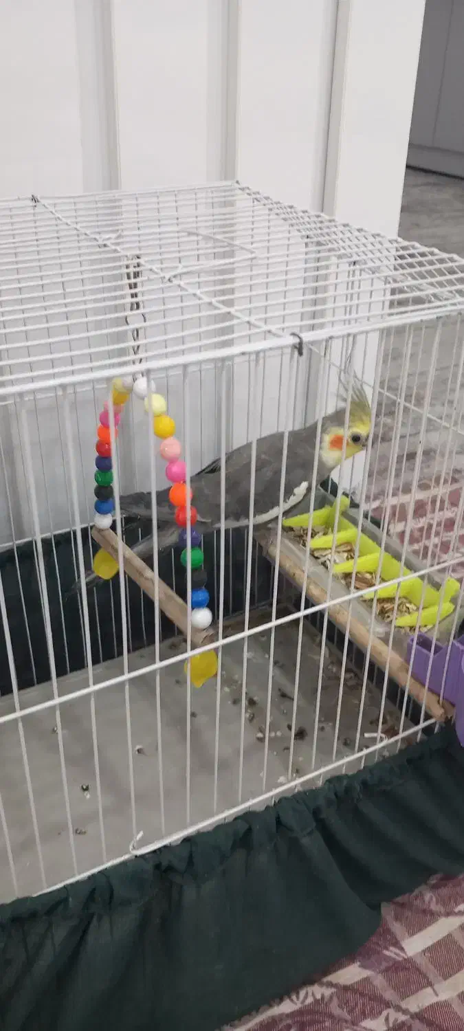 عروس هلندی|پرنده|امیدیه, |دیوار