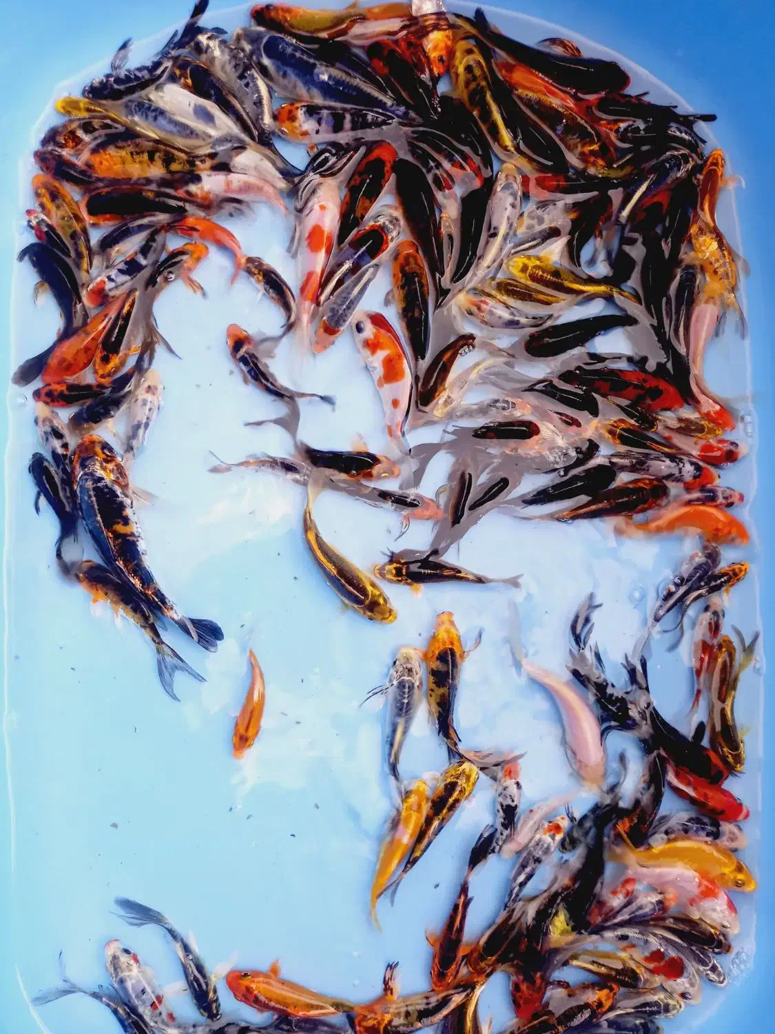 فروش انواع ماهی کوی قرمز پیتوپاک بالاترین کیفیت|ماهی|تهران, خرمشهر|دیوار