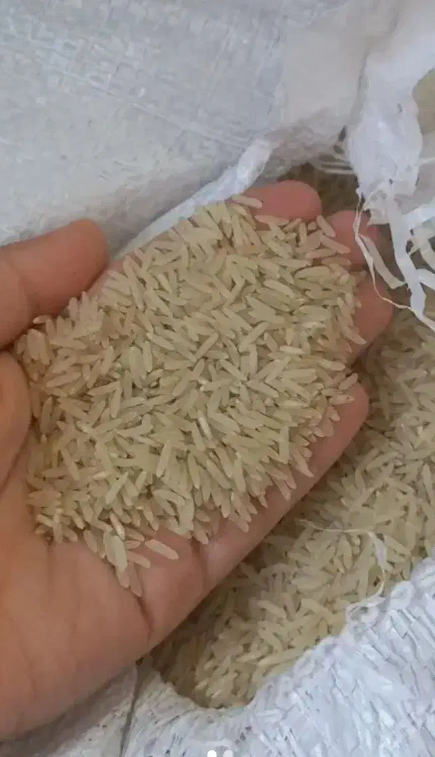 فجر سوزنی ممتاز گیلان و سرلاشه طارم گیلان|خوردنی و آشامیدنی|تهران, قصر فیروزه ۱|دیوار