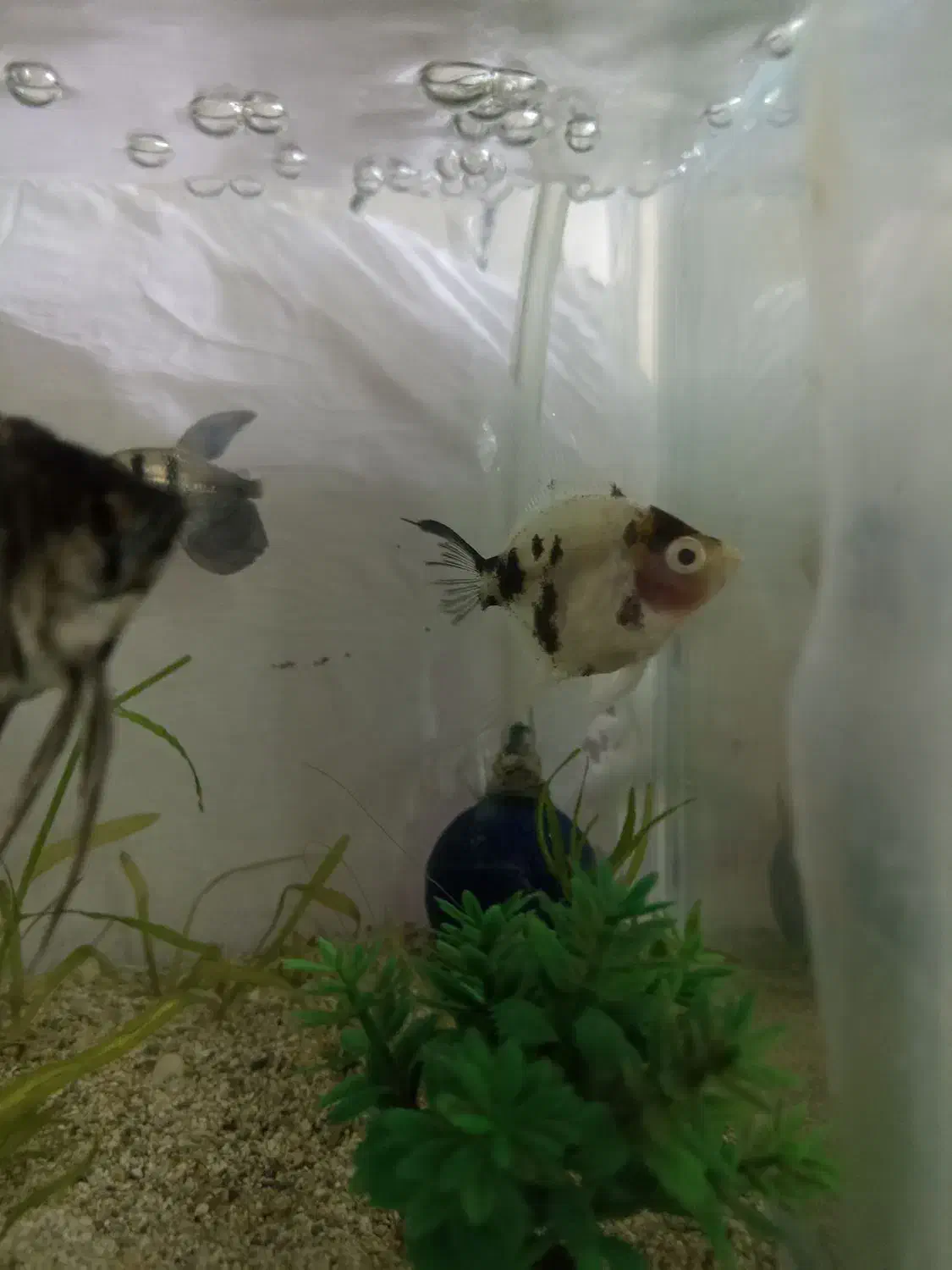 ماهی|ماهی|جهرم, |دیوار