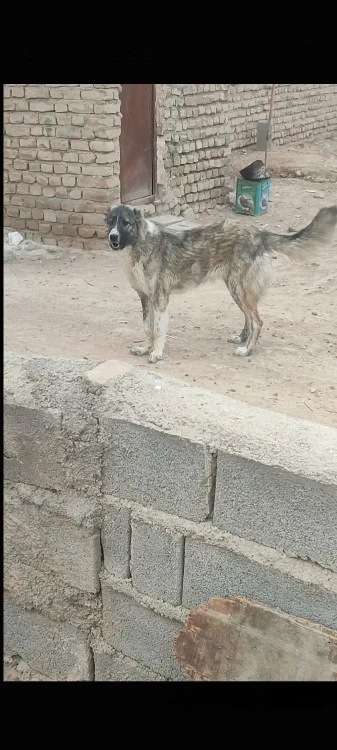 ماده خراسانی|سگ|شیروان (خراسان), |دیوار