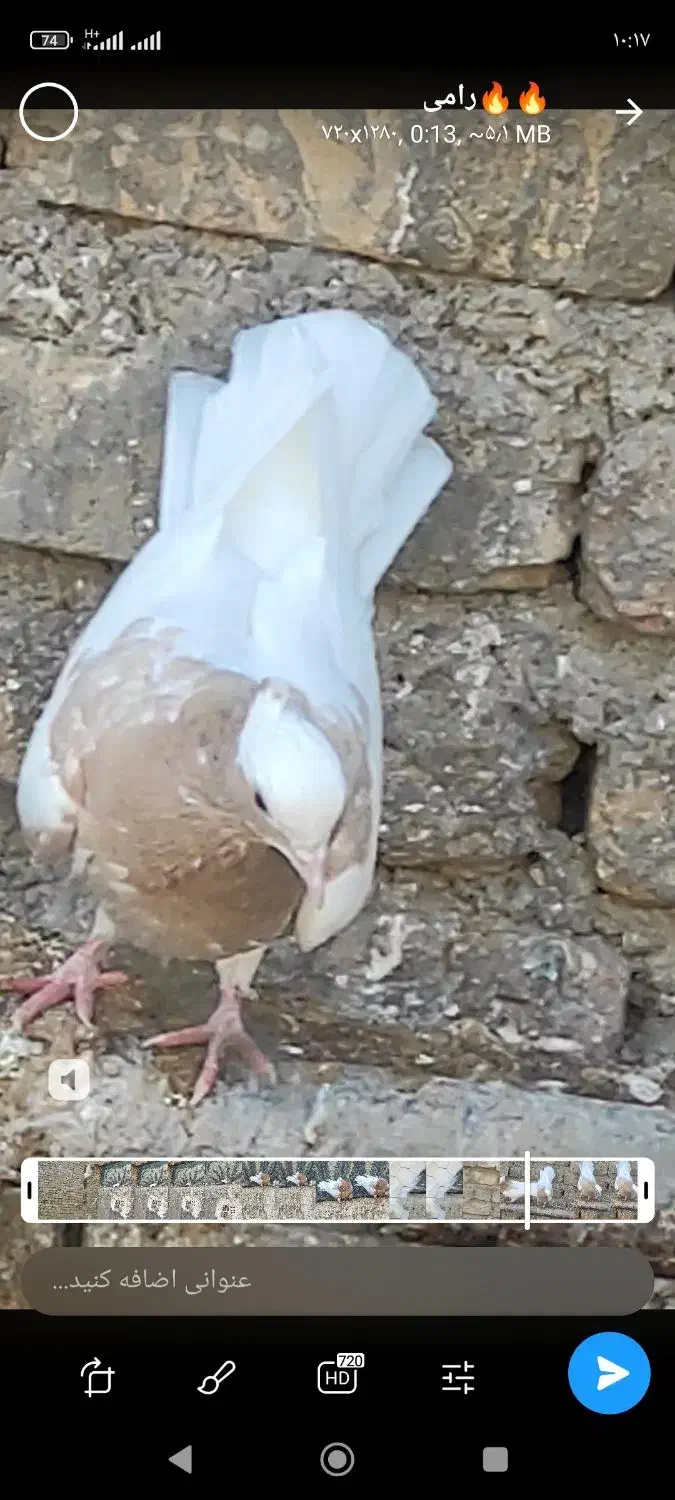 کبوتر  پرنده طوقی|پرنده|اسفرورین, |دیوار