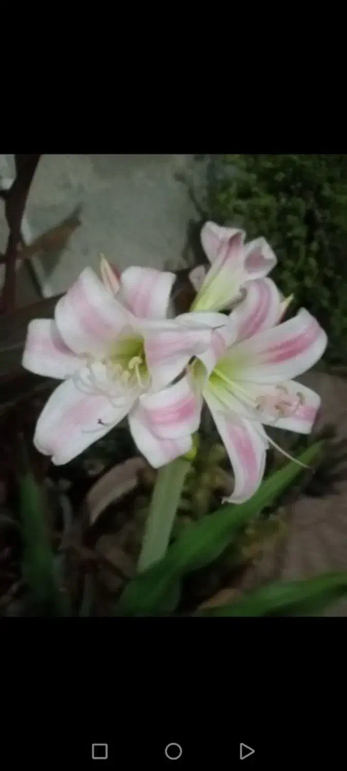 تعدادی گل باقیمت مناسب بفروش میرسد|گل و گیاه طبیعی|داراب, |دیوار