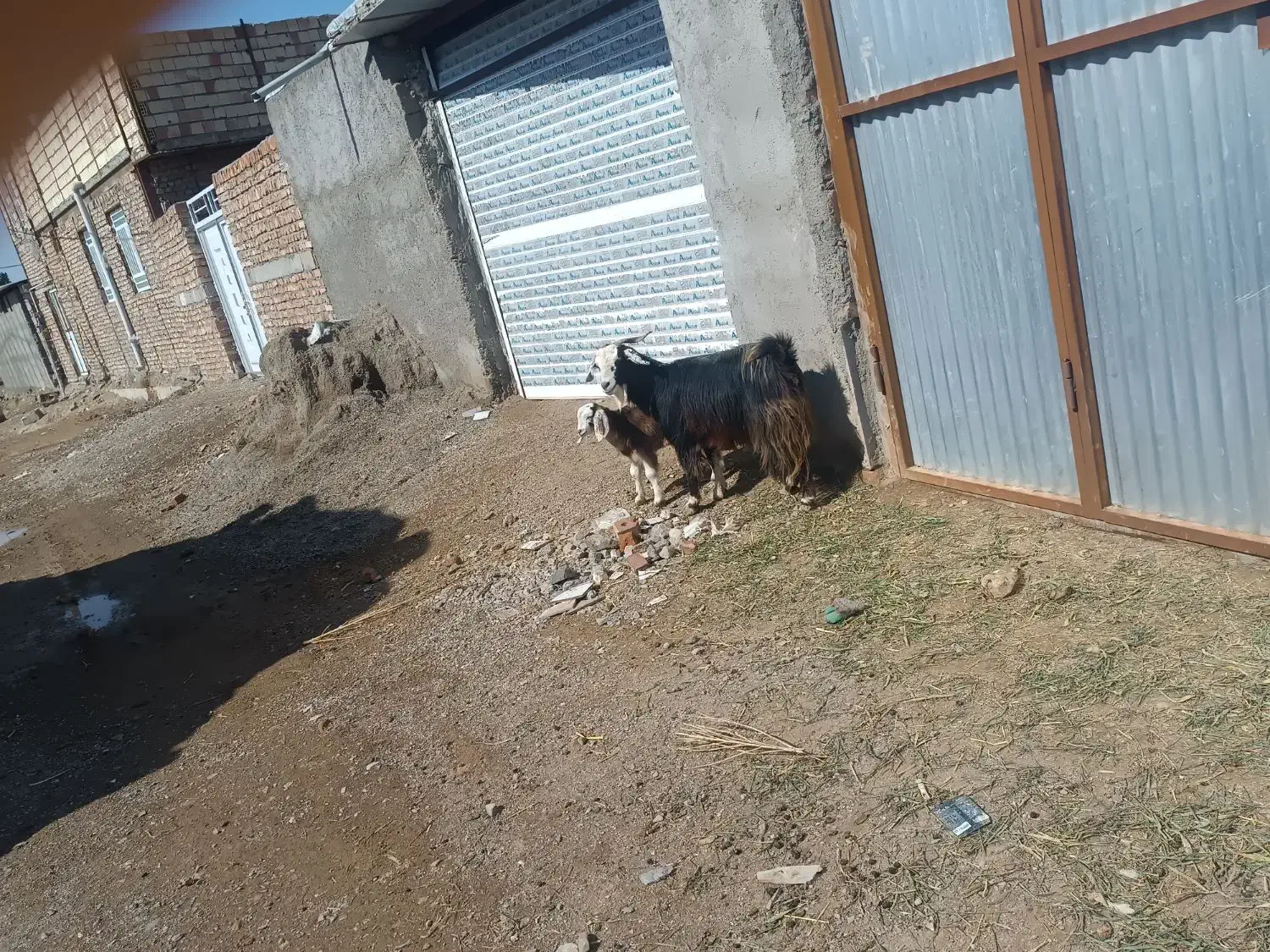 گوسفند|حیوانات مزرعه|بیرجند, |دیوار