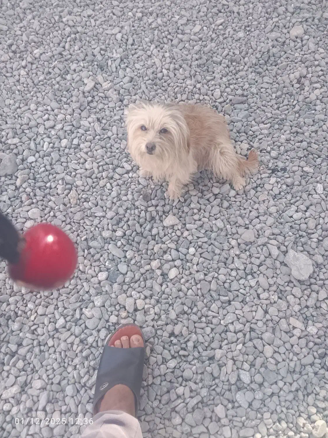 شیتزو|سگ|جیرفت, |دیوار