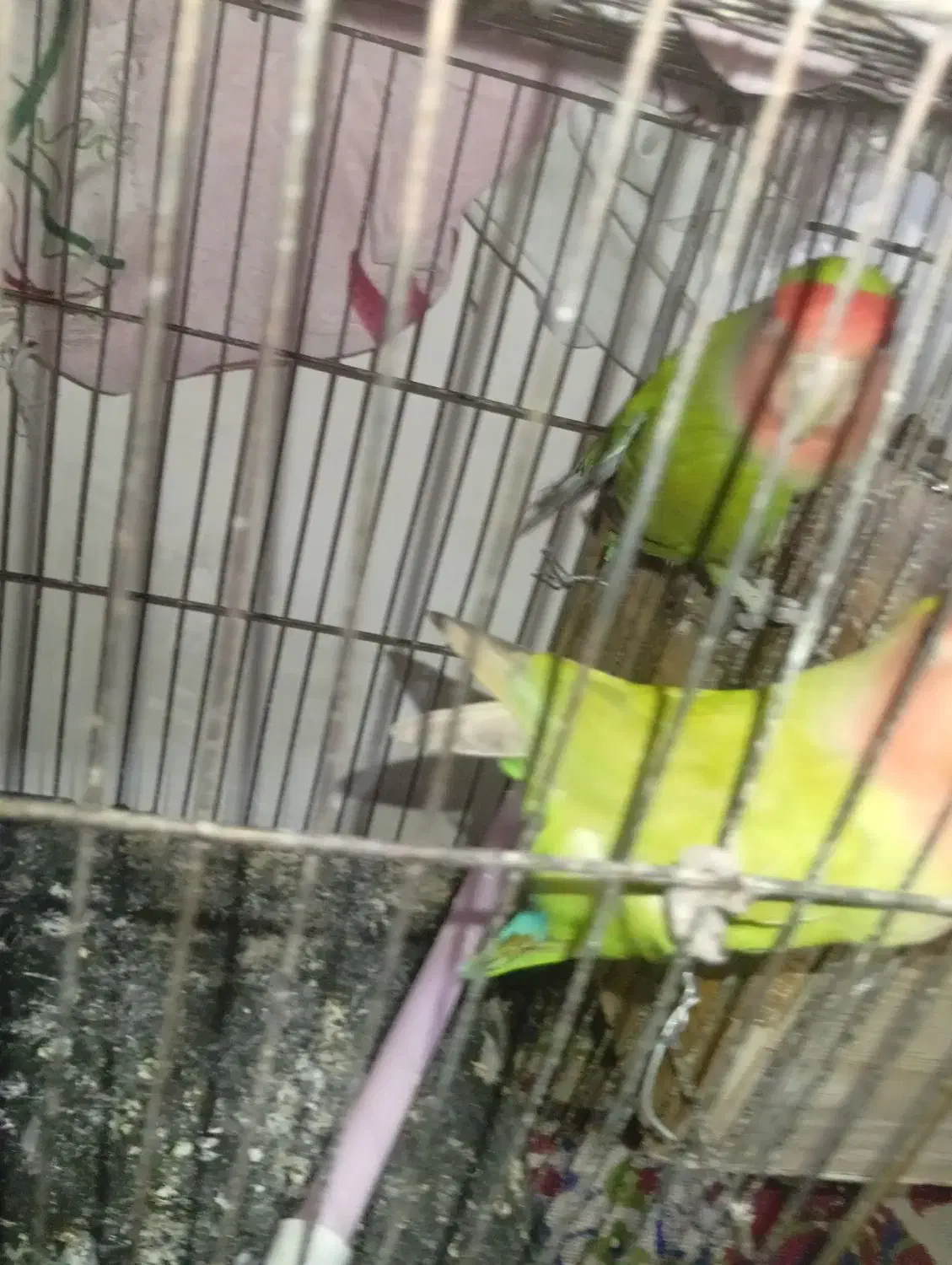 یک جفت برزیلی سبز|پرنده|الوند, |دیوار