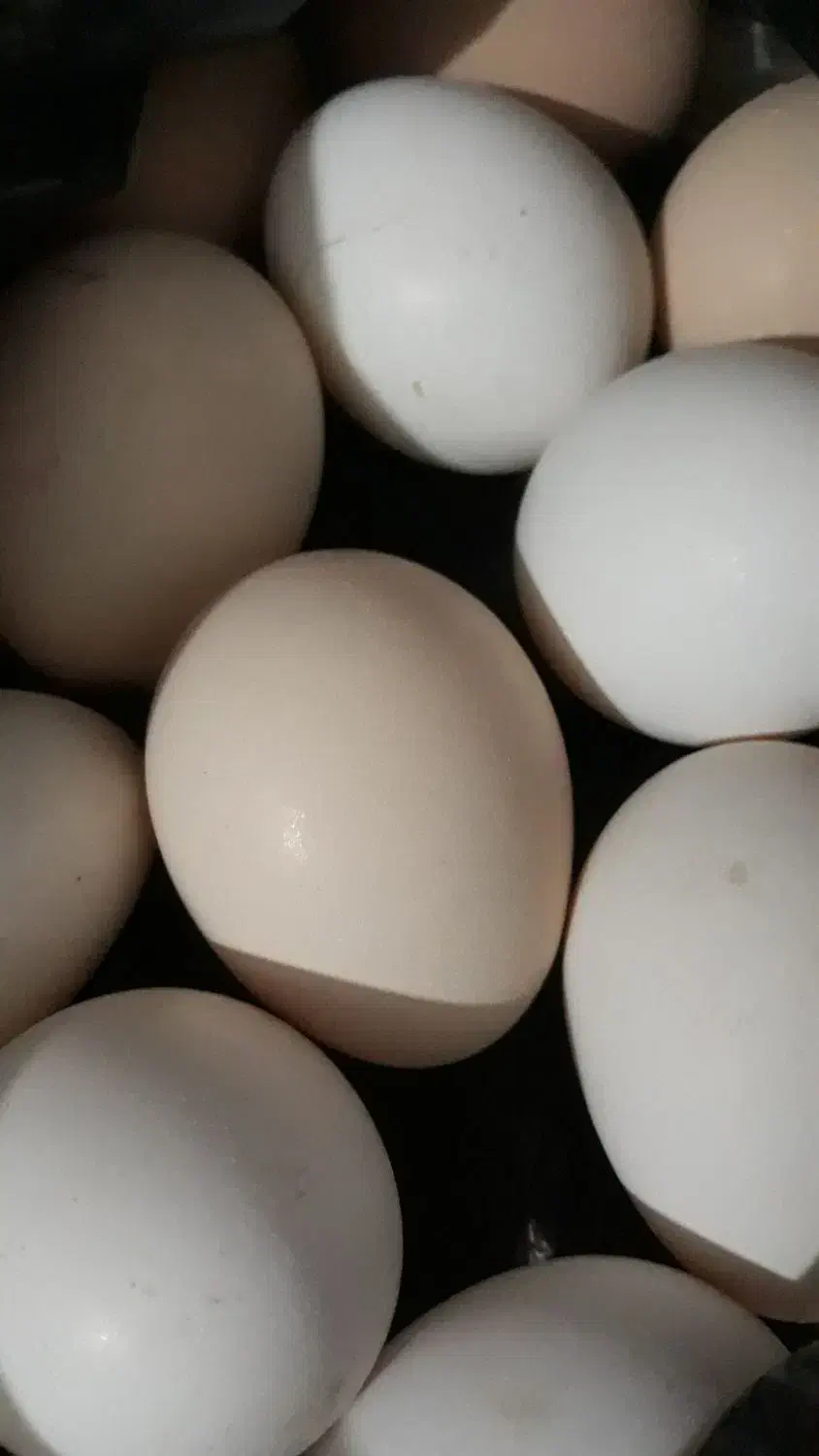 تخم مرغ گلین|حیوانات مزرعه|رشت, جانبازان|دیوار