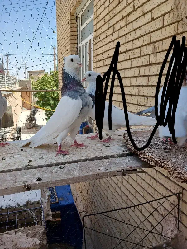 کفتر یا کبوتر طوقی معاوضه با عروس هلندی|پرنده|بافق, |دیوار