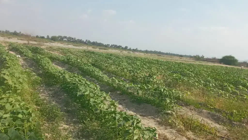 زمین‌باغی‌باکلی‌امکانات‌کشت‌دربیکاه|فروش دفتر صنعتی، کشاورزی، تجاری|بیکاه, |دیوار