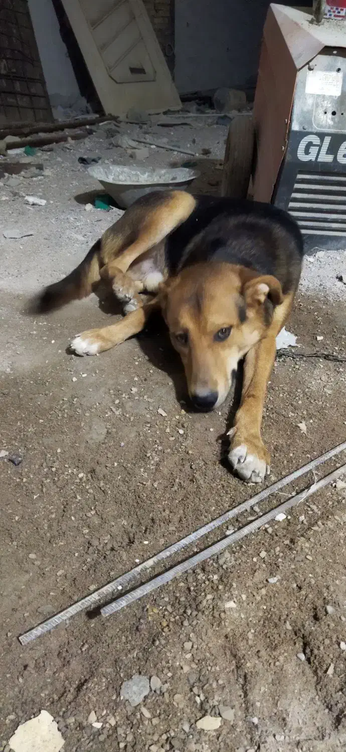 سگ ژرمن هشت ماهه|سگ|اهواز, فاز ۲ پادادشهر|دیوار