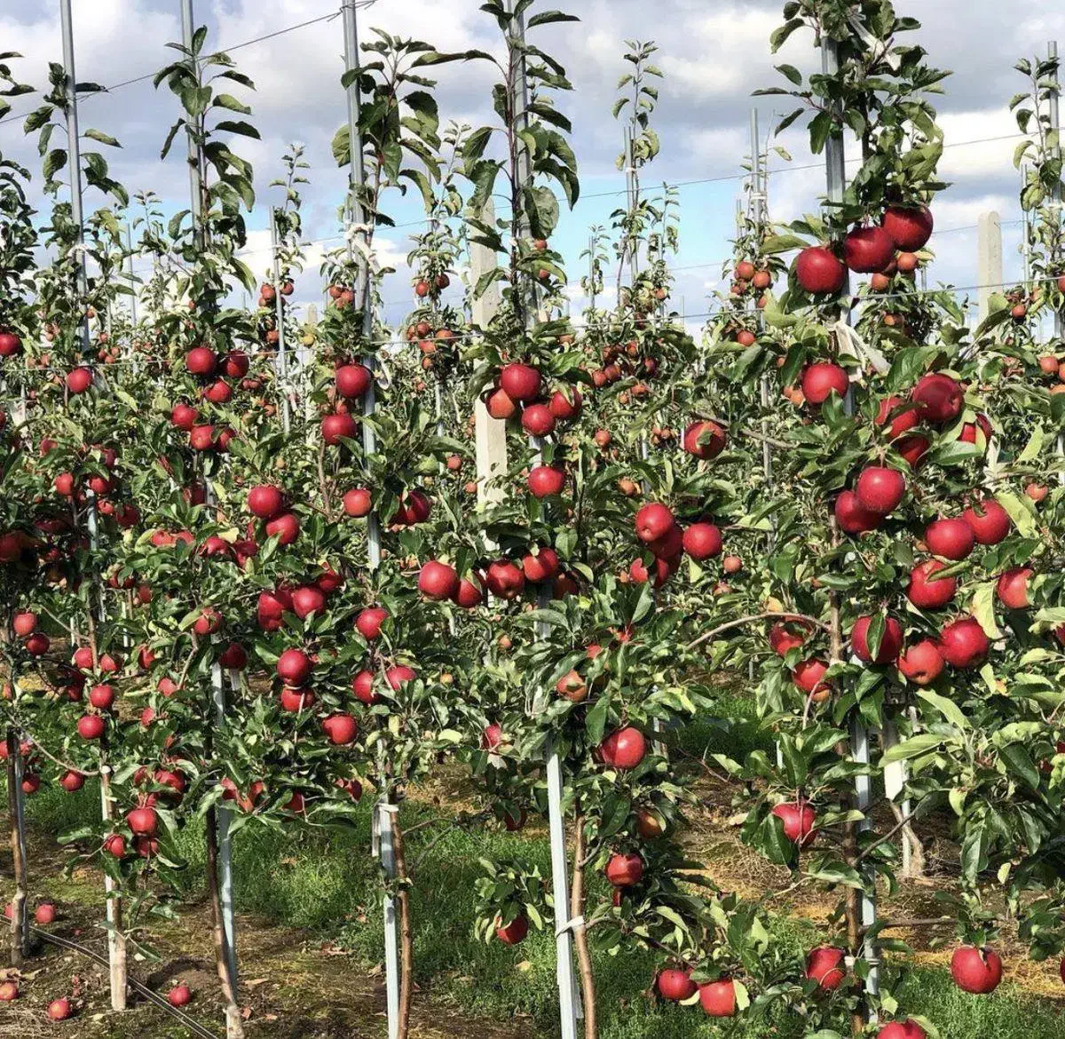 نهال سیب پایه مالینگ M7 (Malling M7)|خدمات باغبانی و درختکاری|پیرانشهر, |دیوار