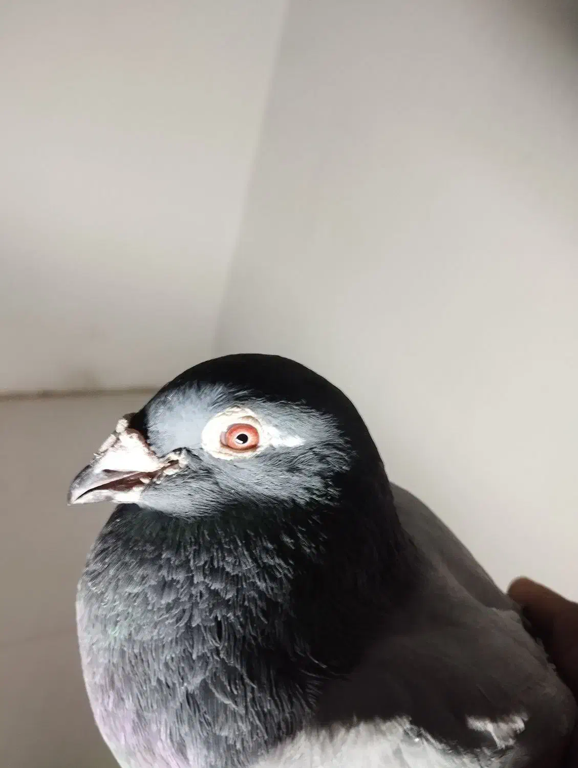 کبوتر المانی مسافتی|پرنده|مشهد, پنجتن|دیوار