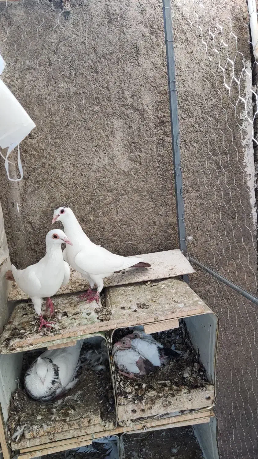 جفت دمدار|پرنده|راور, |دیوار