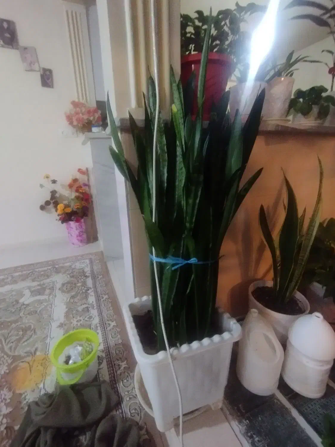 گل طبیعی بسیار سرحال و زیبا|گل و گیاه طبیعی|شازند, |دیوار