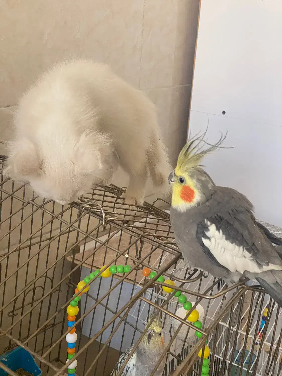 عروس هلندی|پرنده|سردشت, |دیوار