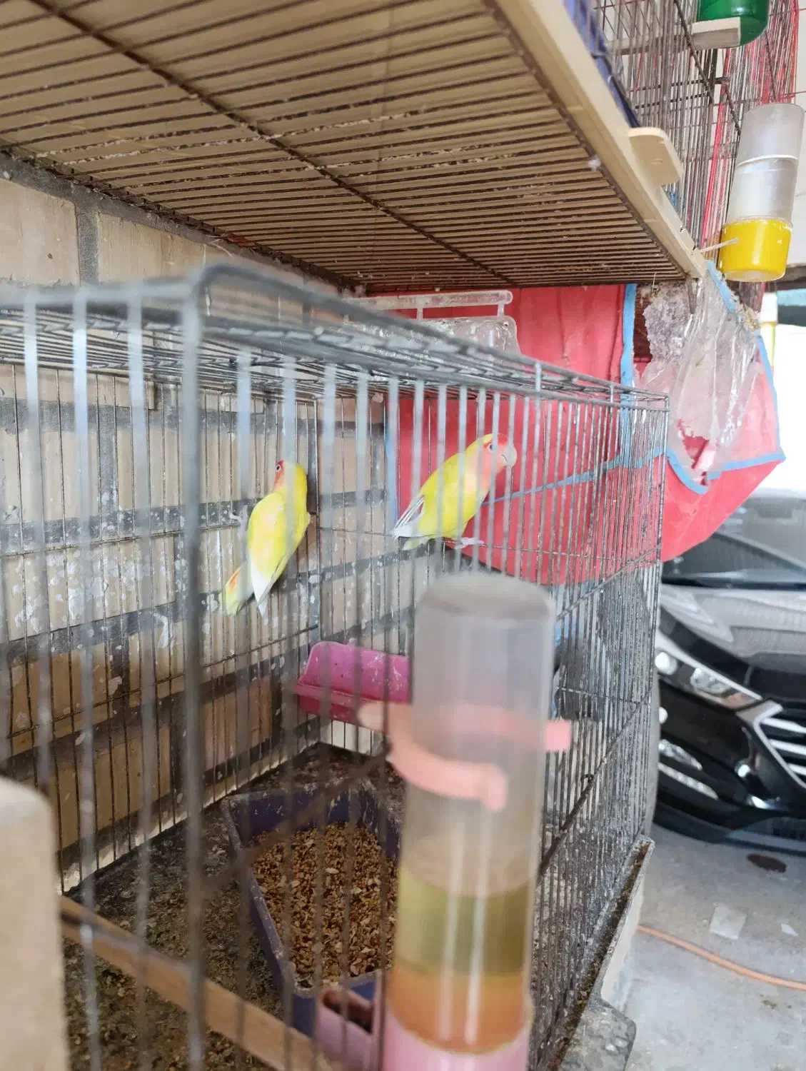 فروش یک جفت طوطی برزیلی صورت قرمز  با جوجه|پرنده|هندیجان, |دیوار