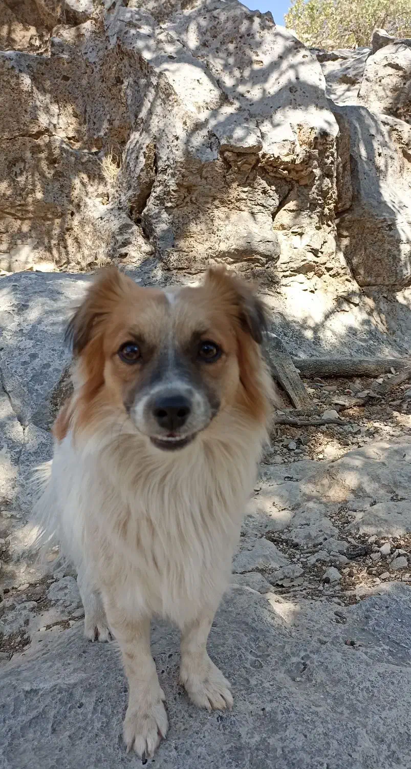 سگ ها|سگ|سورنا, |دیوار