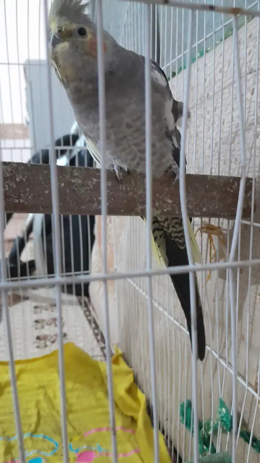 عروس هلندی|پرنده|اندیمشک, |دیوار