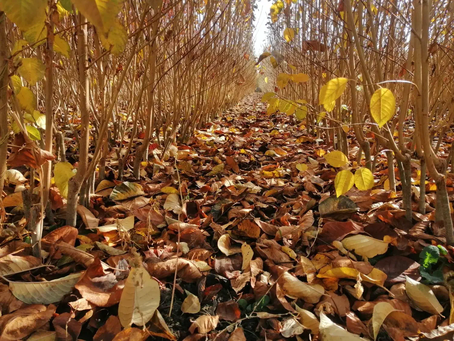 فروش نهال های قندار|گل و گیاه طبیعی|مریوان, |دیوار