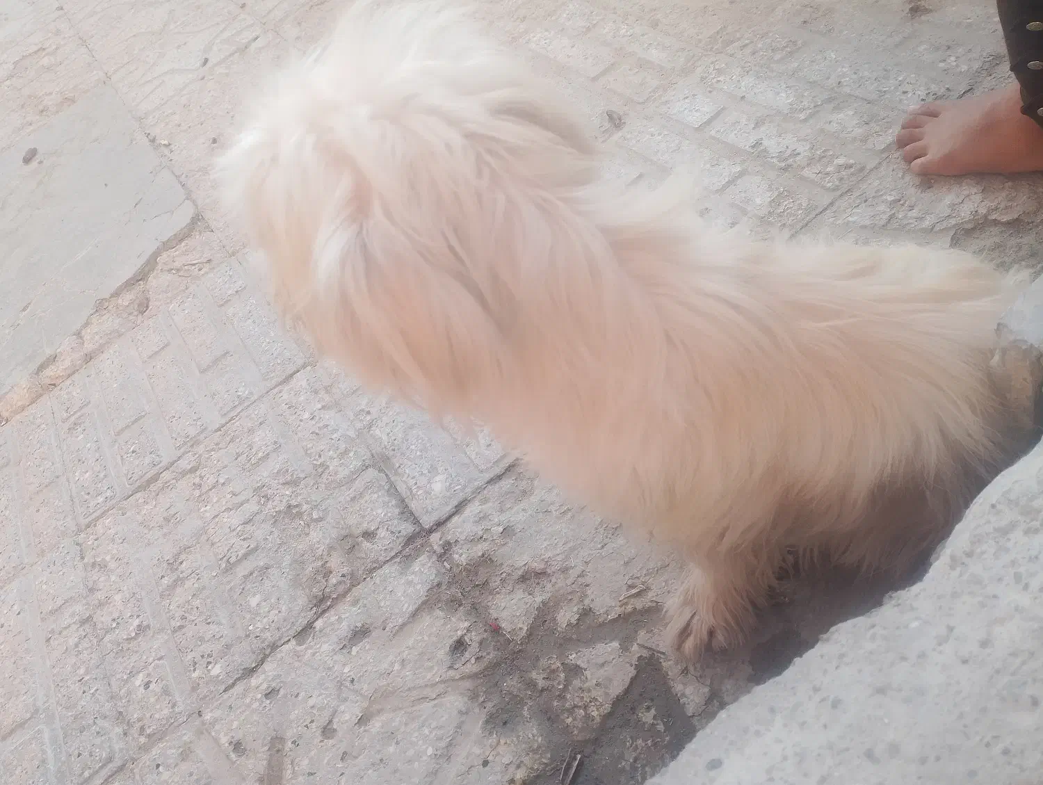 واگذاری سگ خانگی|سگ|ایرانشهر, |دیوار