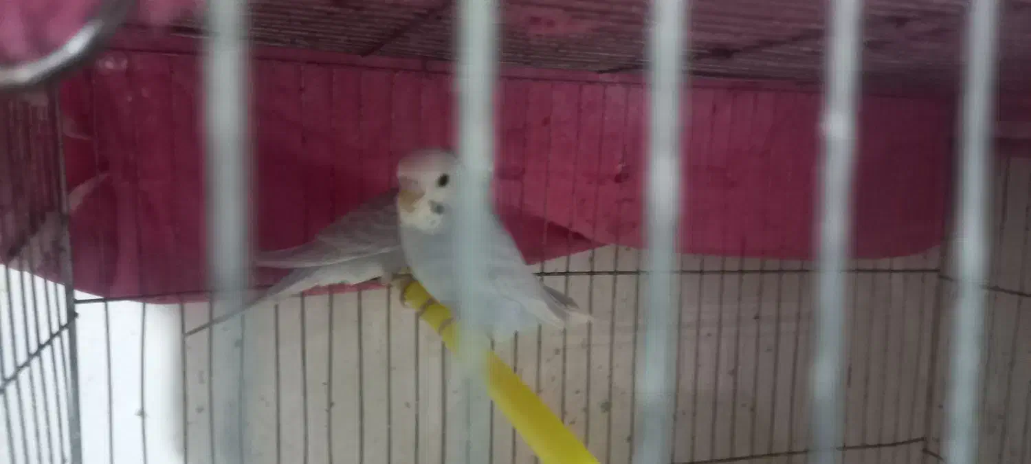 مرغ عشق|پرنده|لیکک, |دیوار