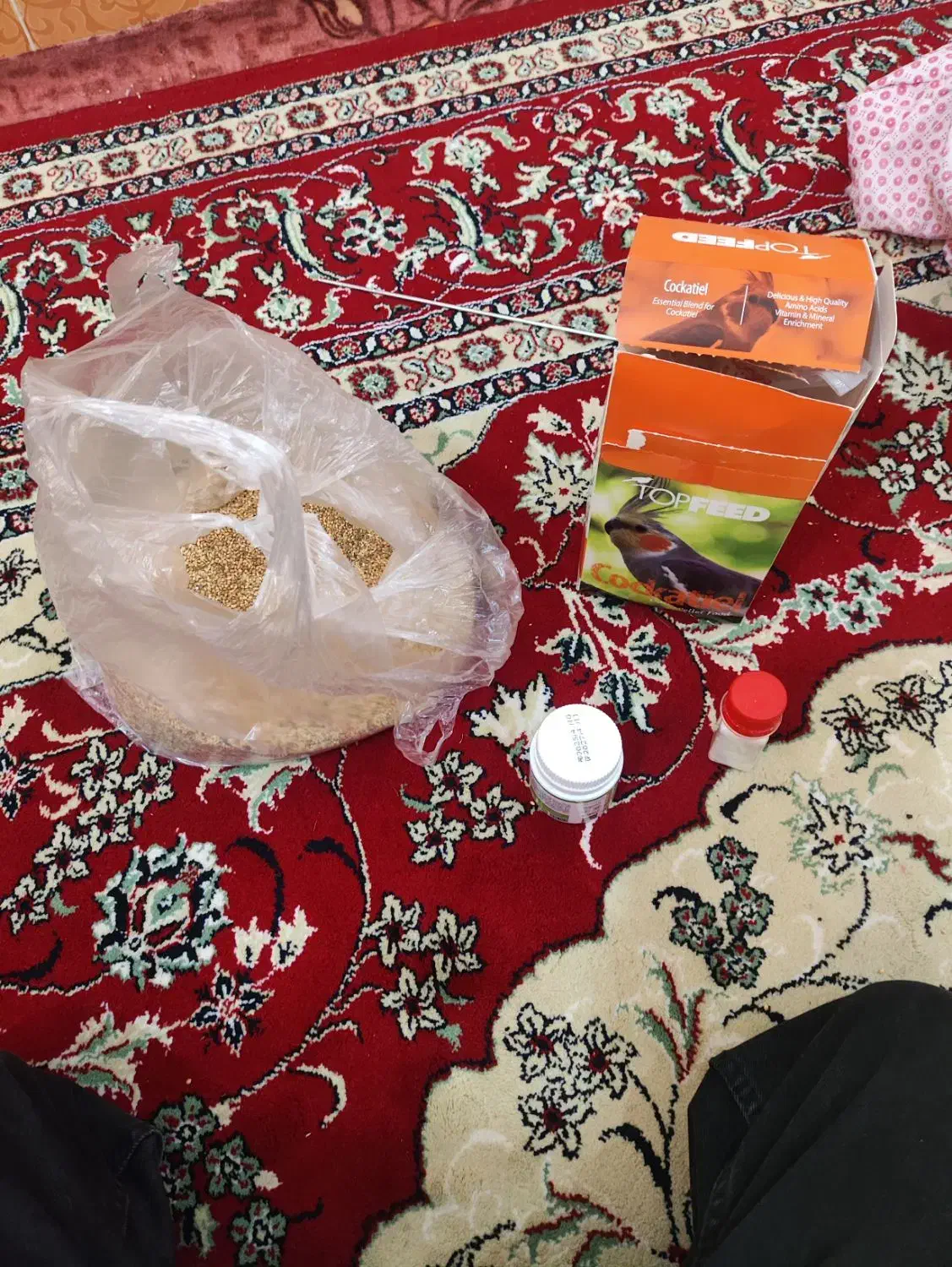 عروس هلندی|پرنده|دوگنبدان, |دیوار