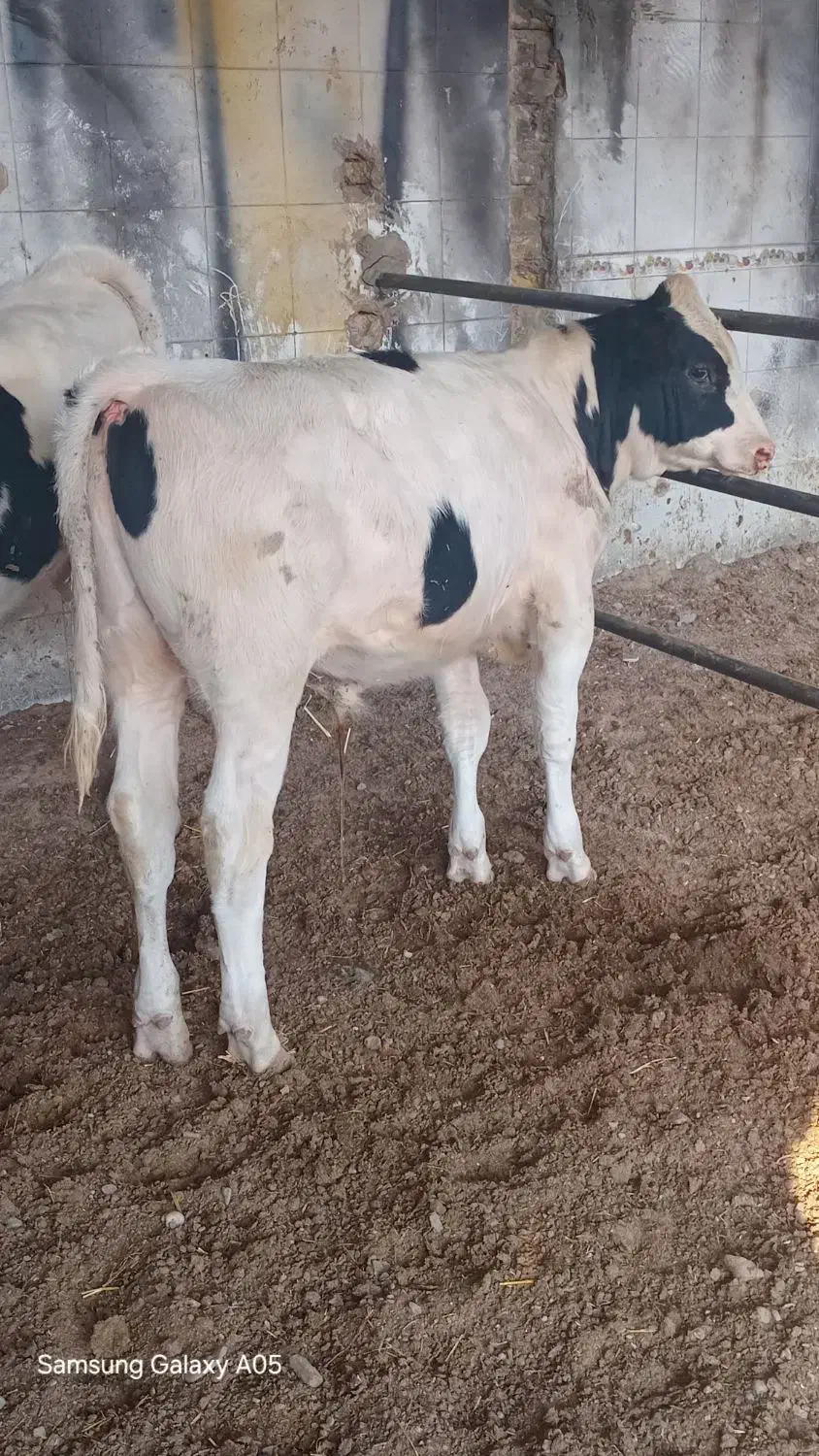 جوانه گاو گوساله نره|حیوانات مزرعه|تربت جام, معدآباد|دیوار
