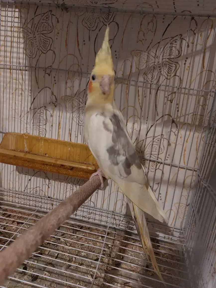 عروس هلندی دوکت لوتینو جفت با تخم و جوجه|پرنده|مشهد, شهرک مهرگان|دیوار