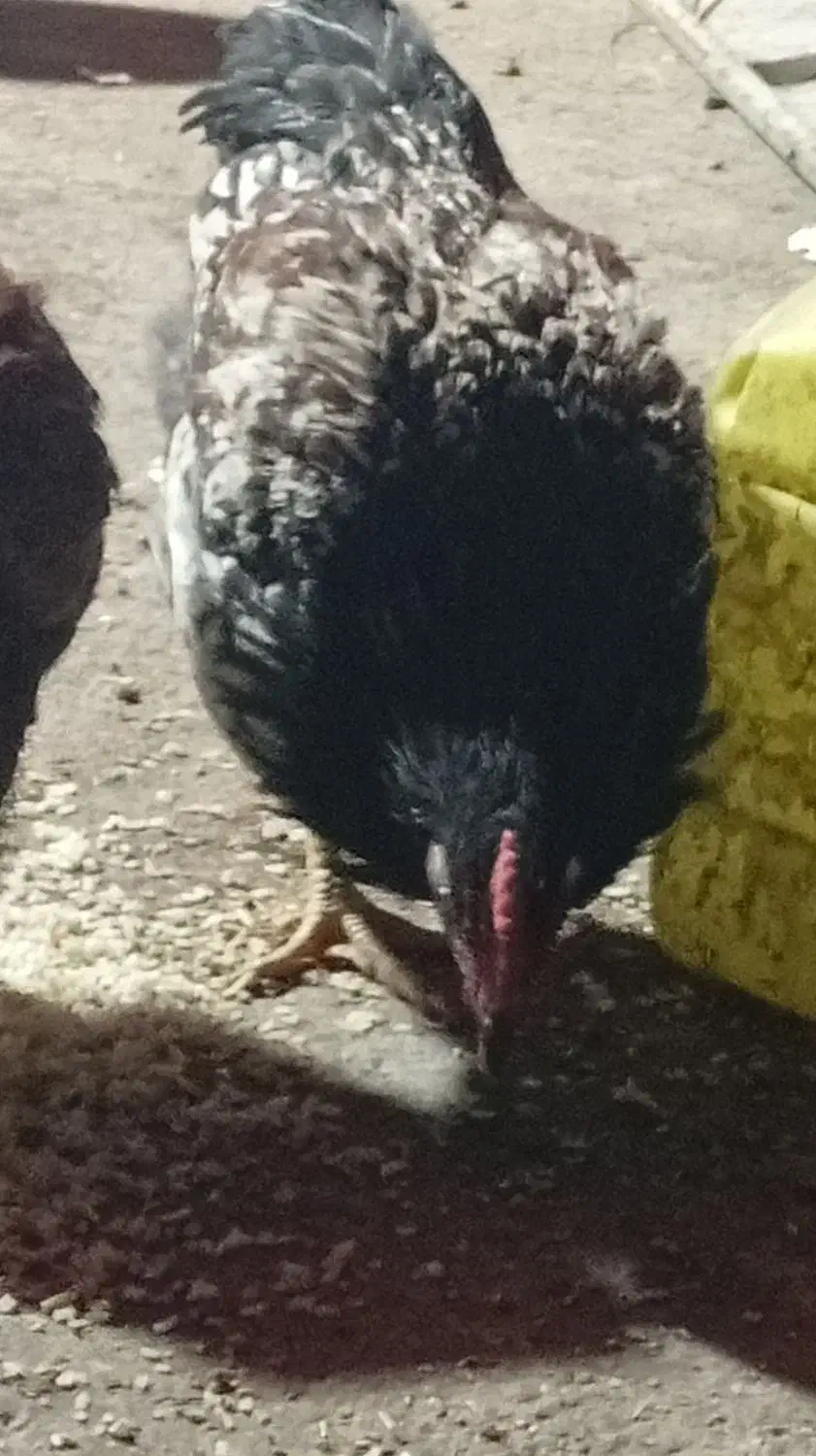 جوجه خروس محلی|حیوانات مزرعه|دره شهر, |دیوار