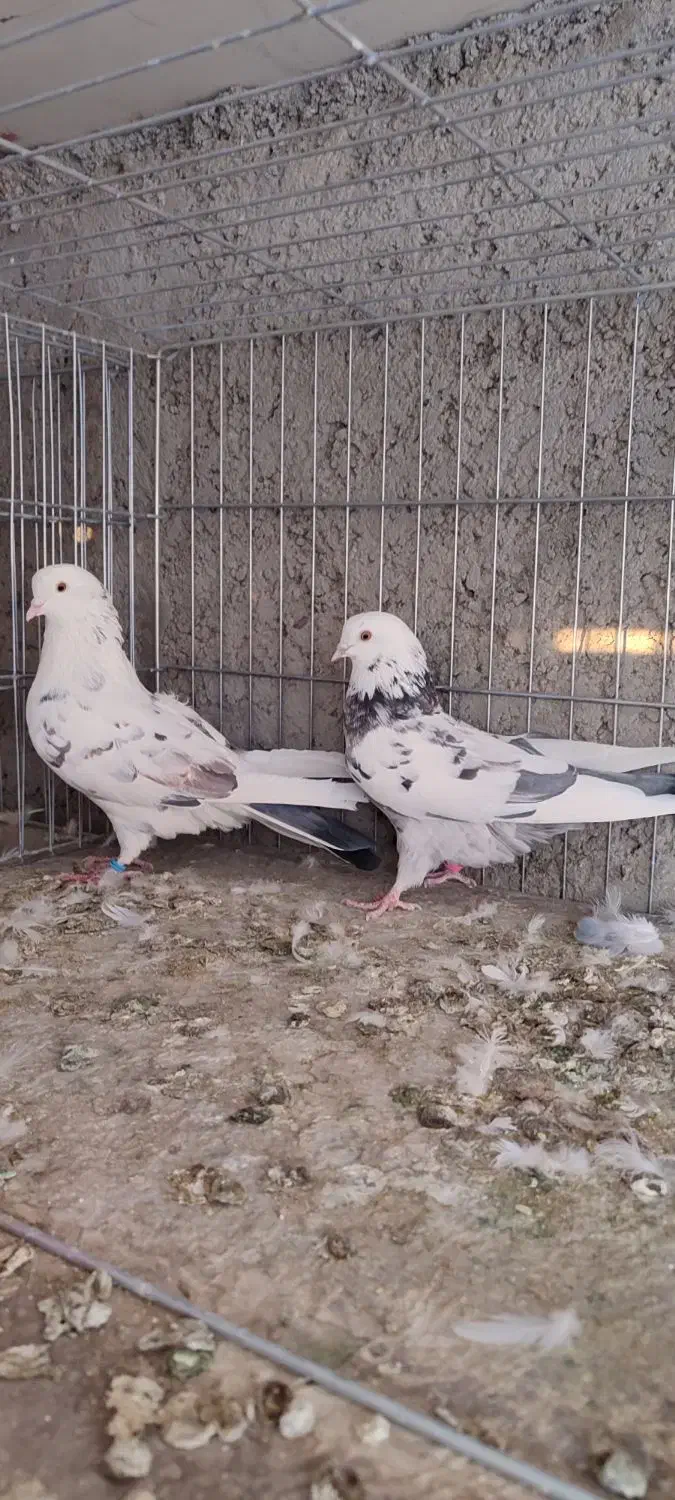 کبوتر پرشی|پرنده|زابل, |دیوار