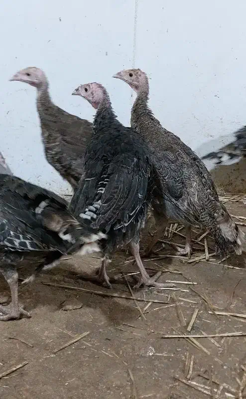 جوجه بوقلمون ۷۰روزه برنزانگلیس|حیوانات مزرعه|کرمانشاه, |دیوار