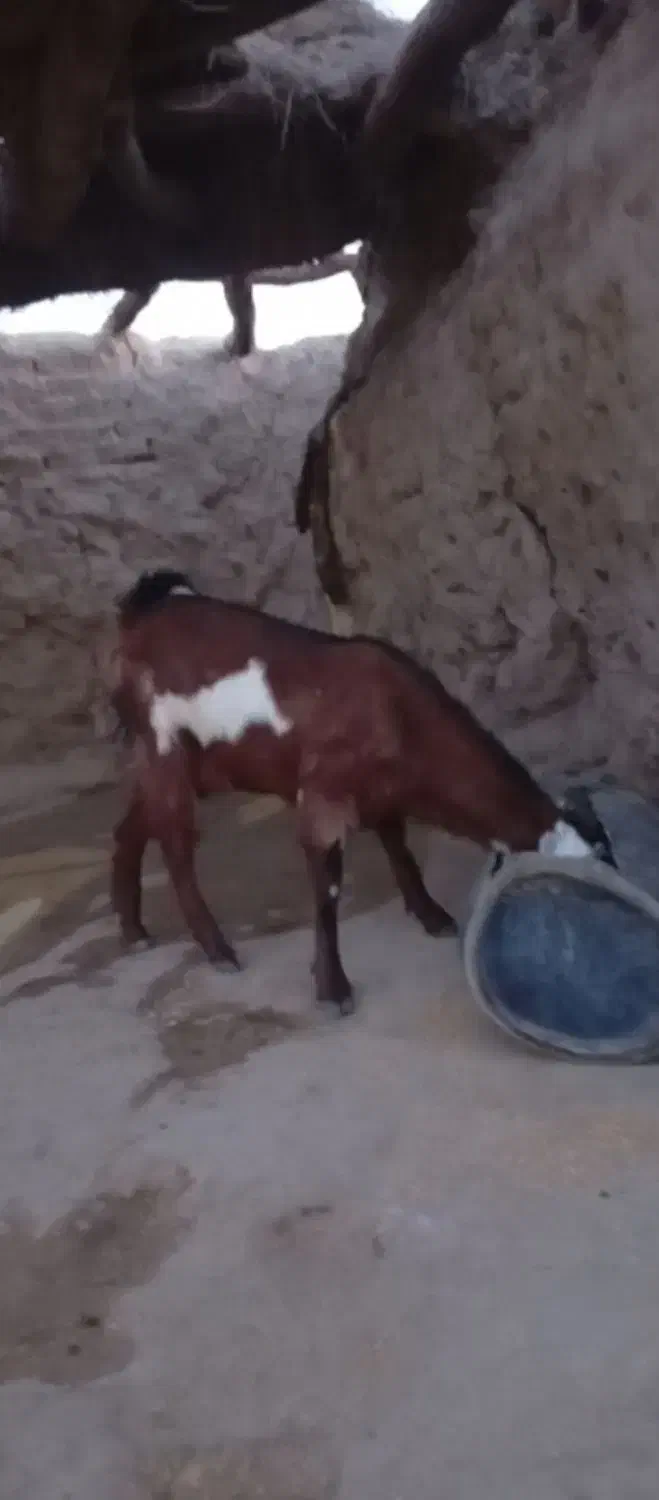 توافقی|حیوانات مزرعه|هامون, |دیوار